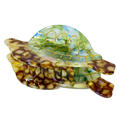 BERNA (TORTUGA)